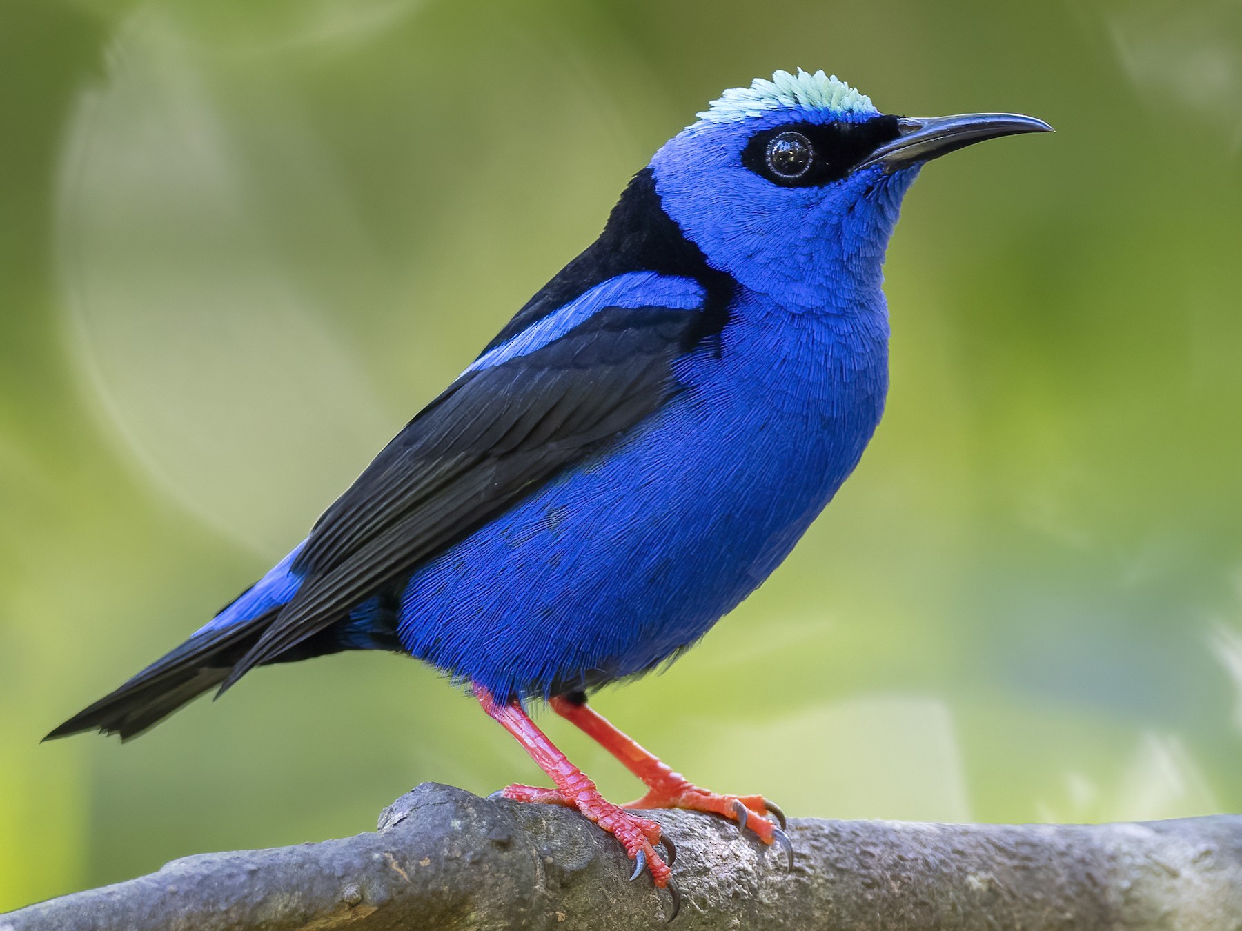 Red-legged Honeycreeper - Andres Vasquez Noboa