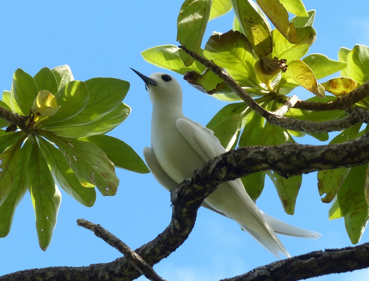 White Tern (Pacific) - ML536039701