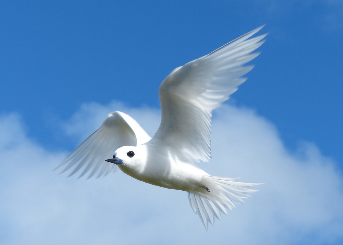 White Tern (Pacific) - ML536040041