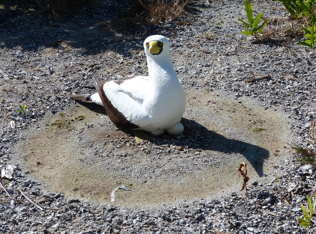Masked Booby - ML536040711