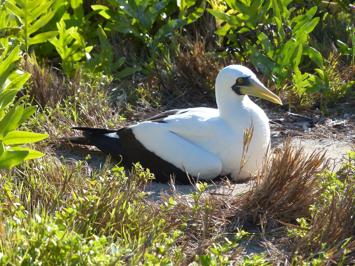 Masked Booby - ML536040781
