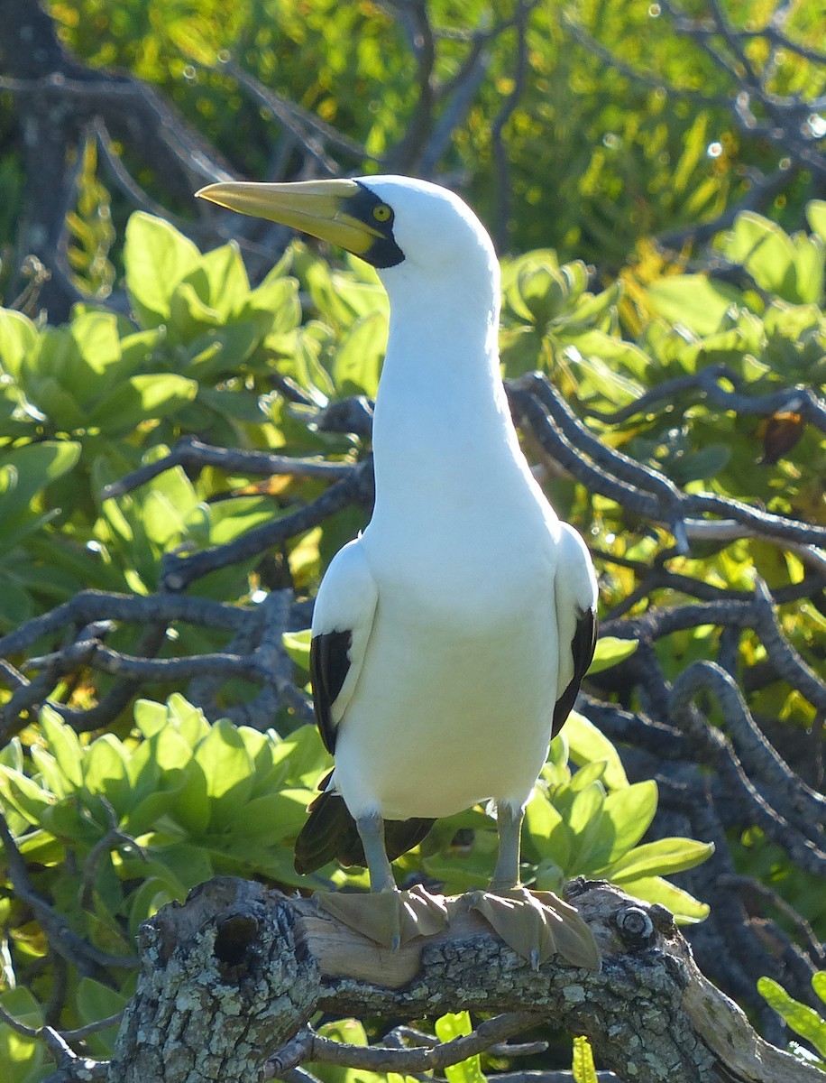 Masked Booby - ML536040791