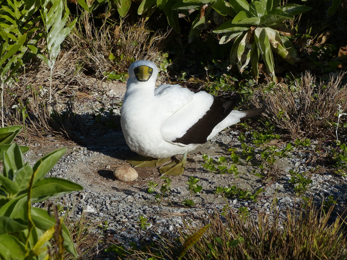 Masked Booby - ML536040811