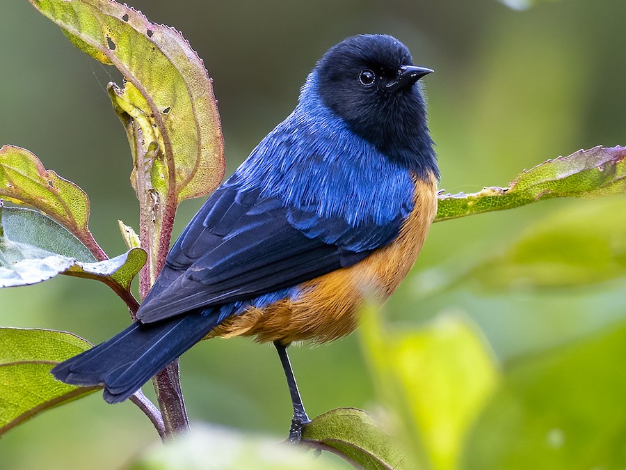 Bluebacked Conebill eBird