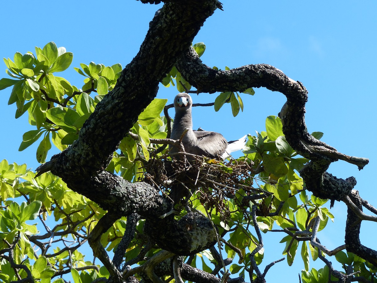 Red-footed Booby - ML536041631