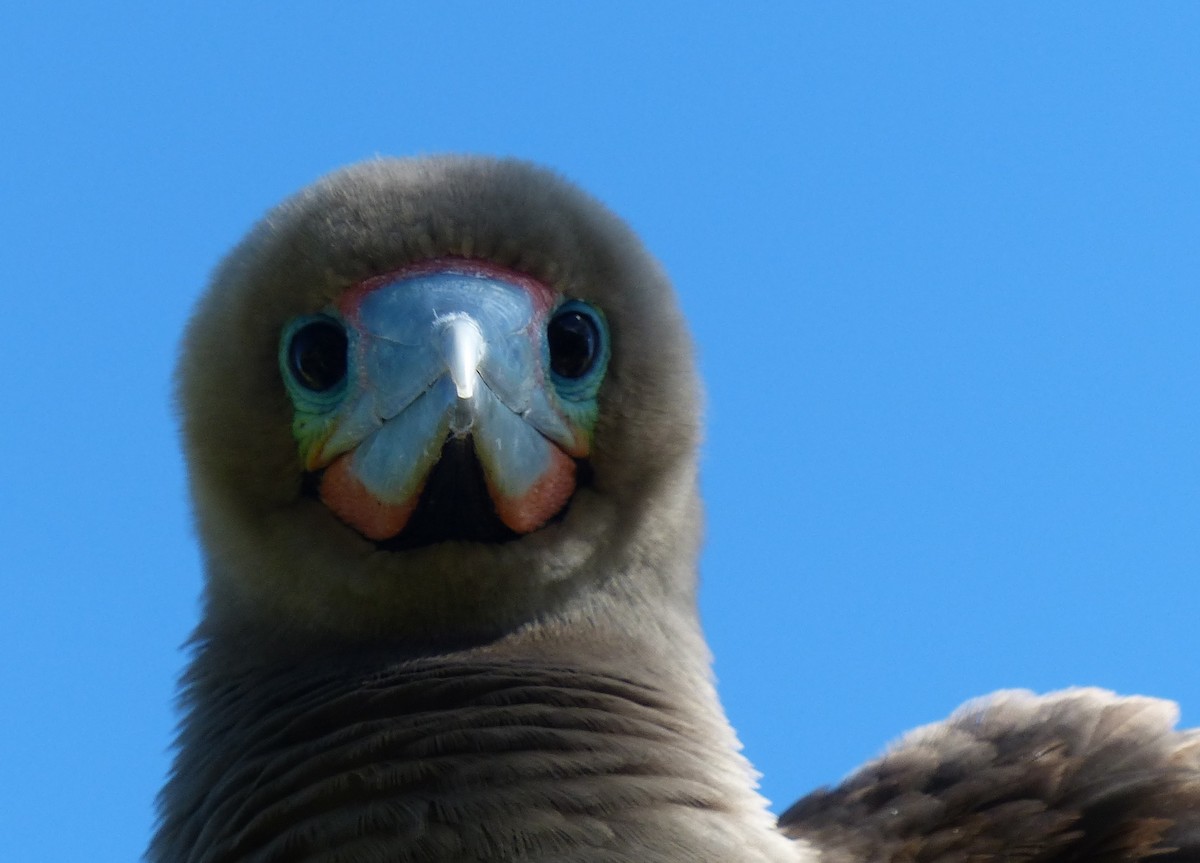 Red-footed Booby - ML536041641