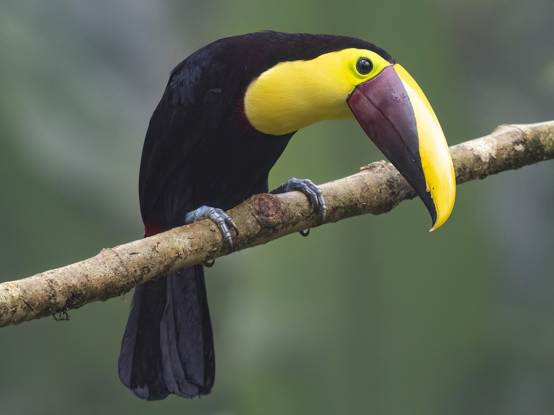 Yellow-throated Toucan - Andres Vasquez Noboa