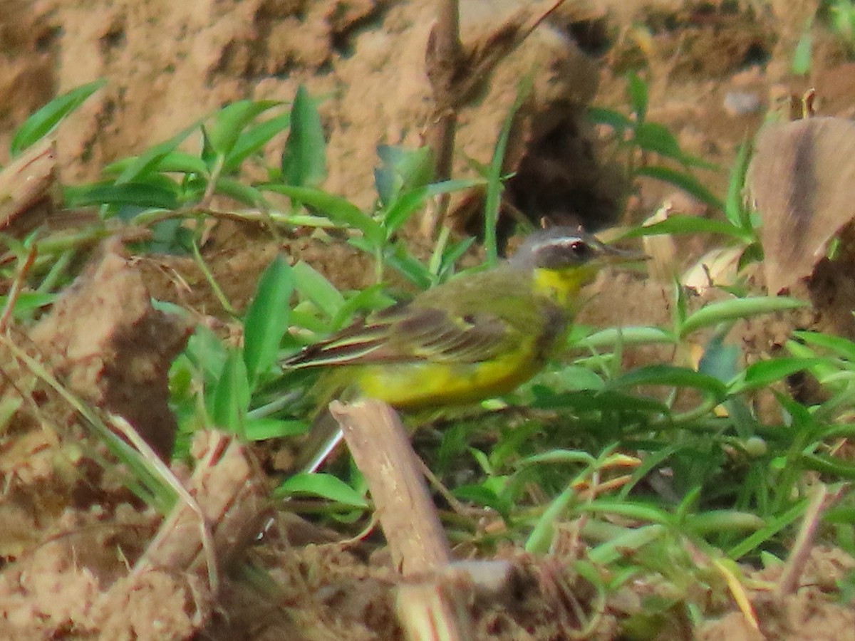 Eastern Yellow Wagtail - Andrew Collins