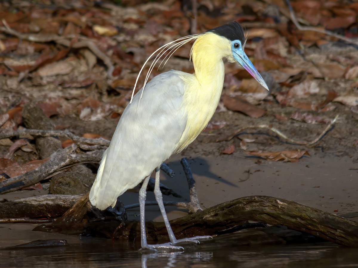 Pilherodius pileatus