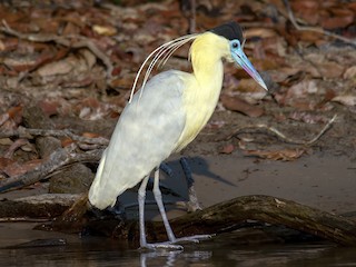  - Capped Heron