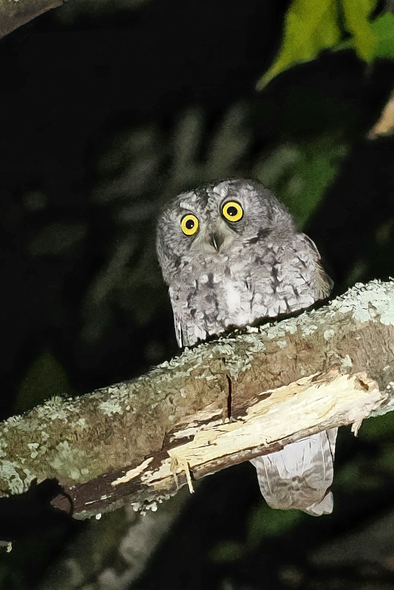 Oriental Scops-Owl (Oriental) - ML536044941