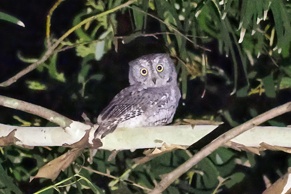 Oriental Scops-Owl (Oriental) - ML536044951