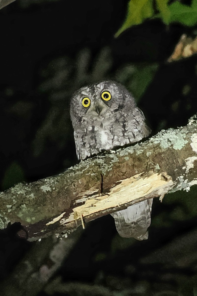 Oriental Scops-Owl (Oriental) - ML536045121