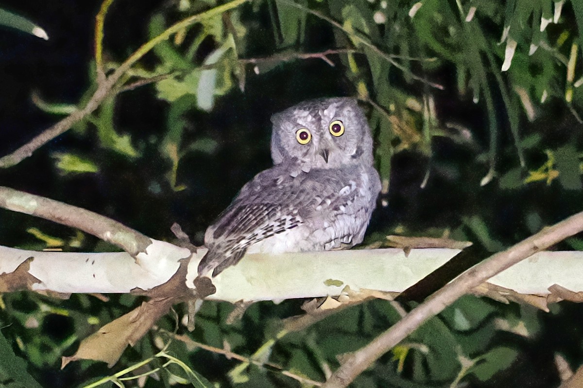 Oriental Scops-Owl (Oriental) - ML536045131