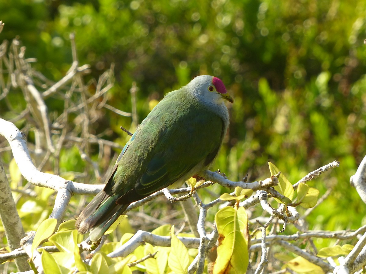 Henderson Island Fruit-Dove - ML536045301