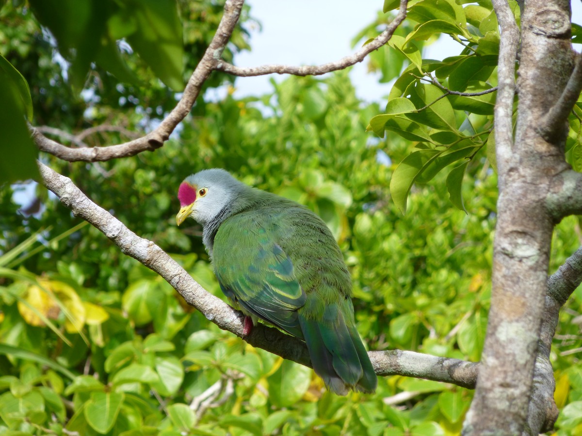 Henderson Island Fruit-Dove - ML536049621