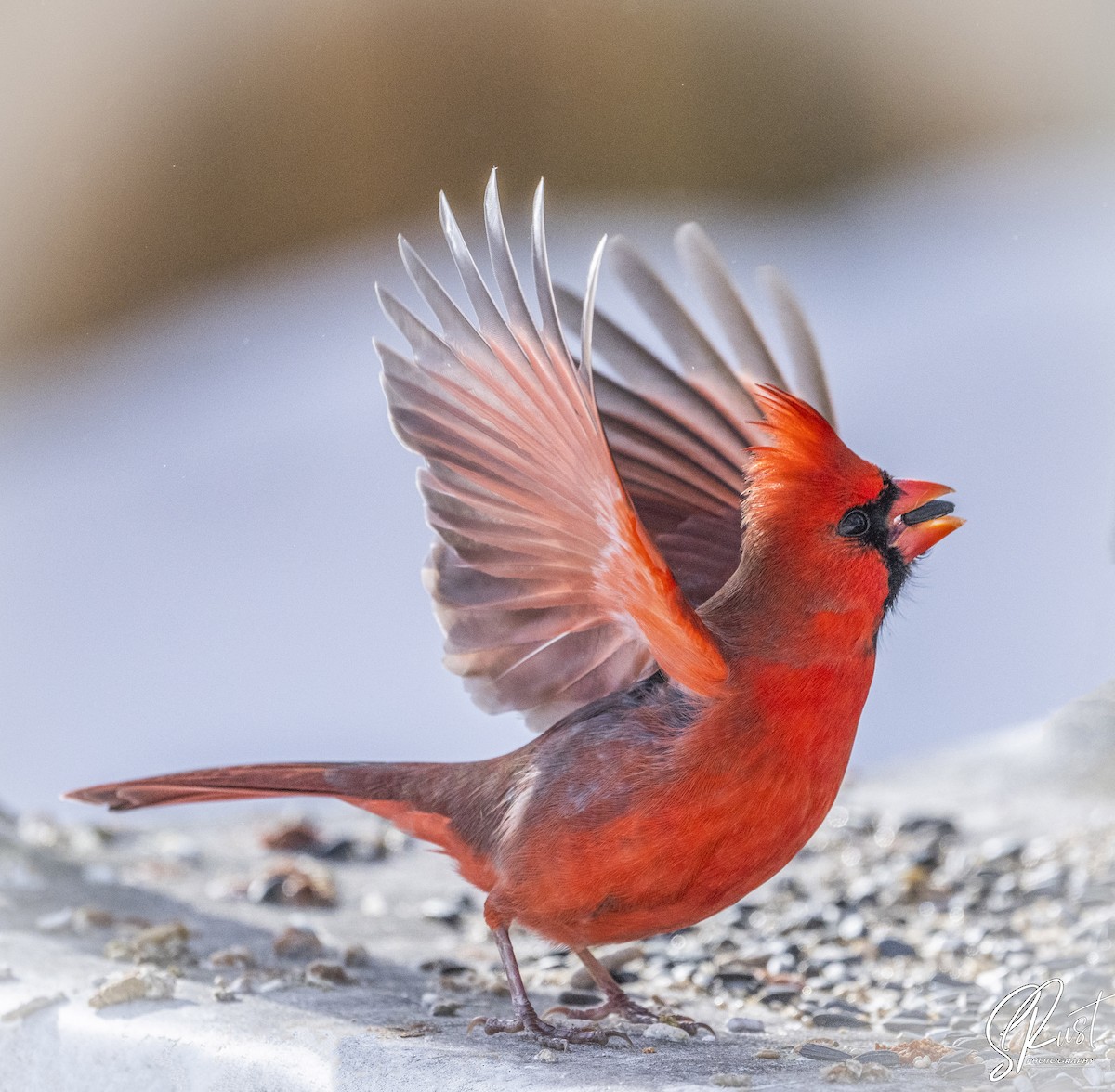 Northern Cardinal - Sandra Rust