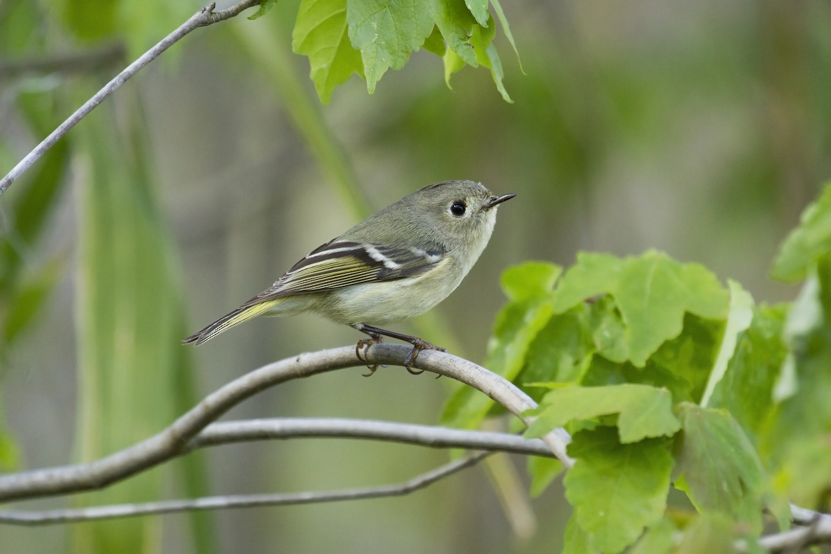 Ruby-crowned Kinglet - Liam Wolff