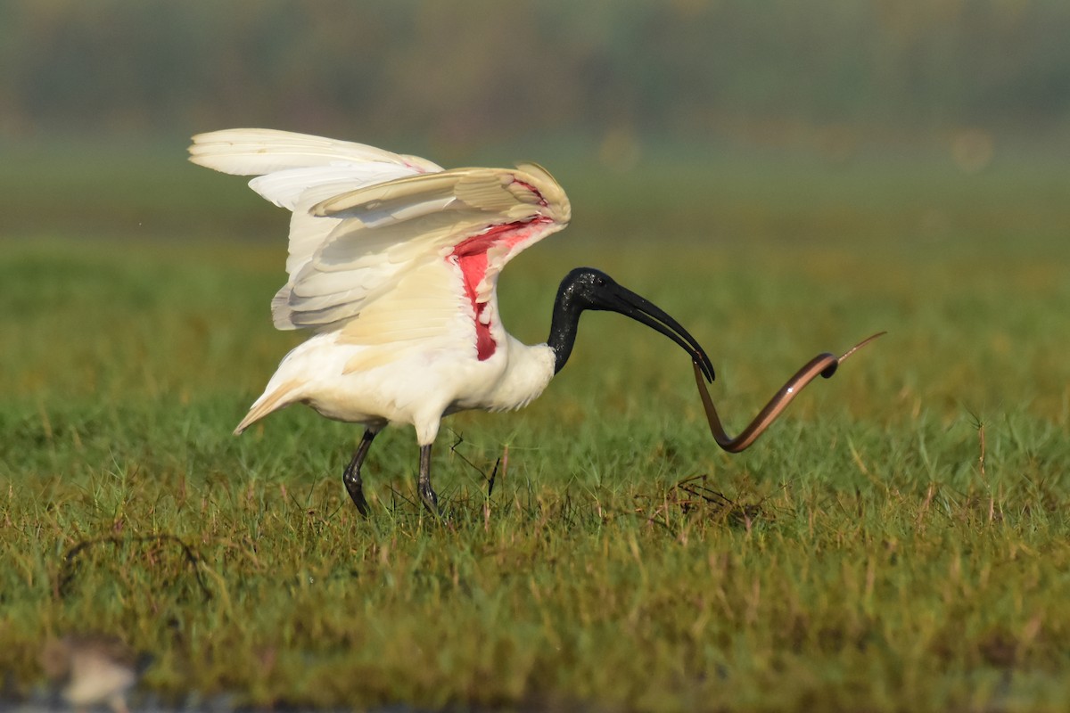 ibis černohlavý - ML536052791
