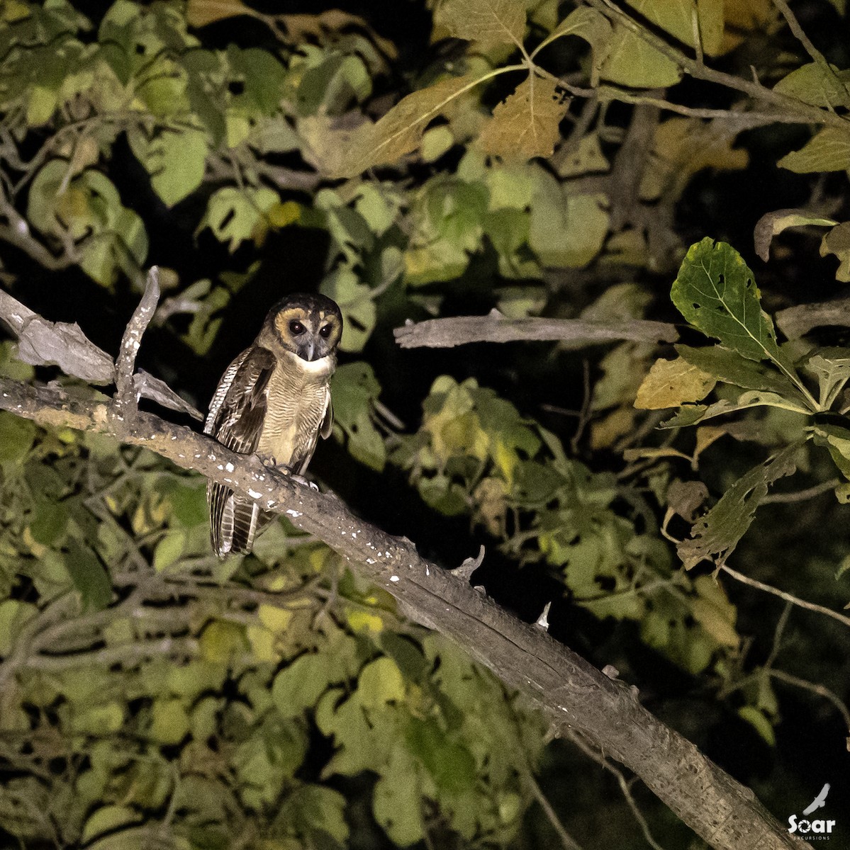 Brown Wood-Owl - ML536056081