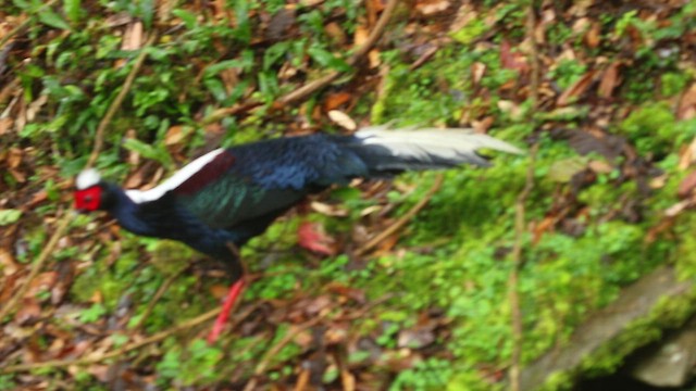 Swinhoe's Pheasant - ML536060381