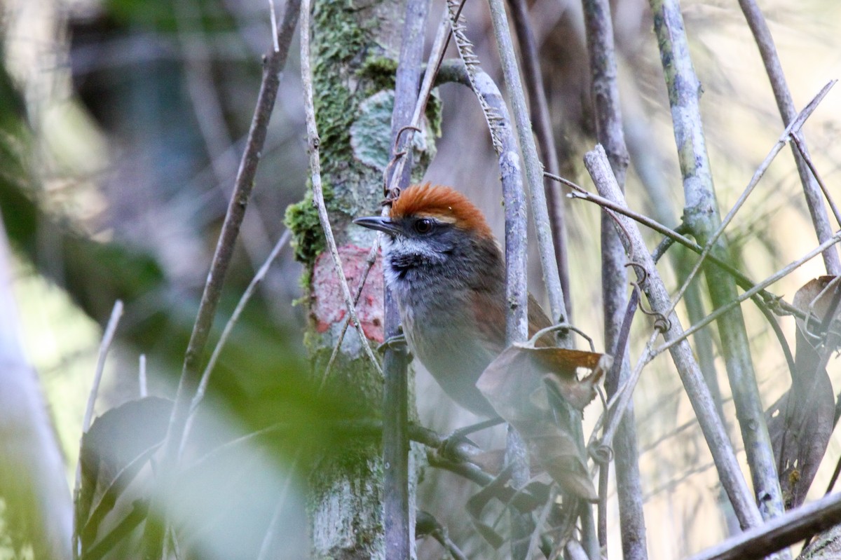 Rufous-capped Spinetail - ML536065321