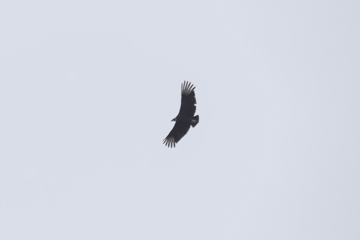 Black Vulture - ML536069201
