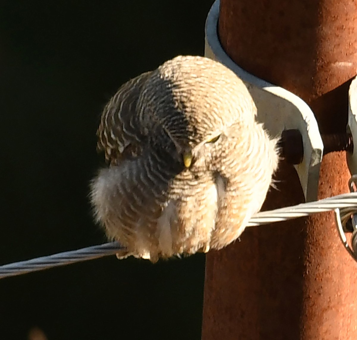 Asian Barred Owlet - ML536071871