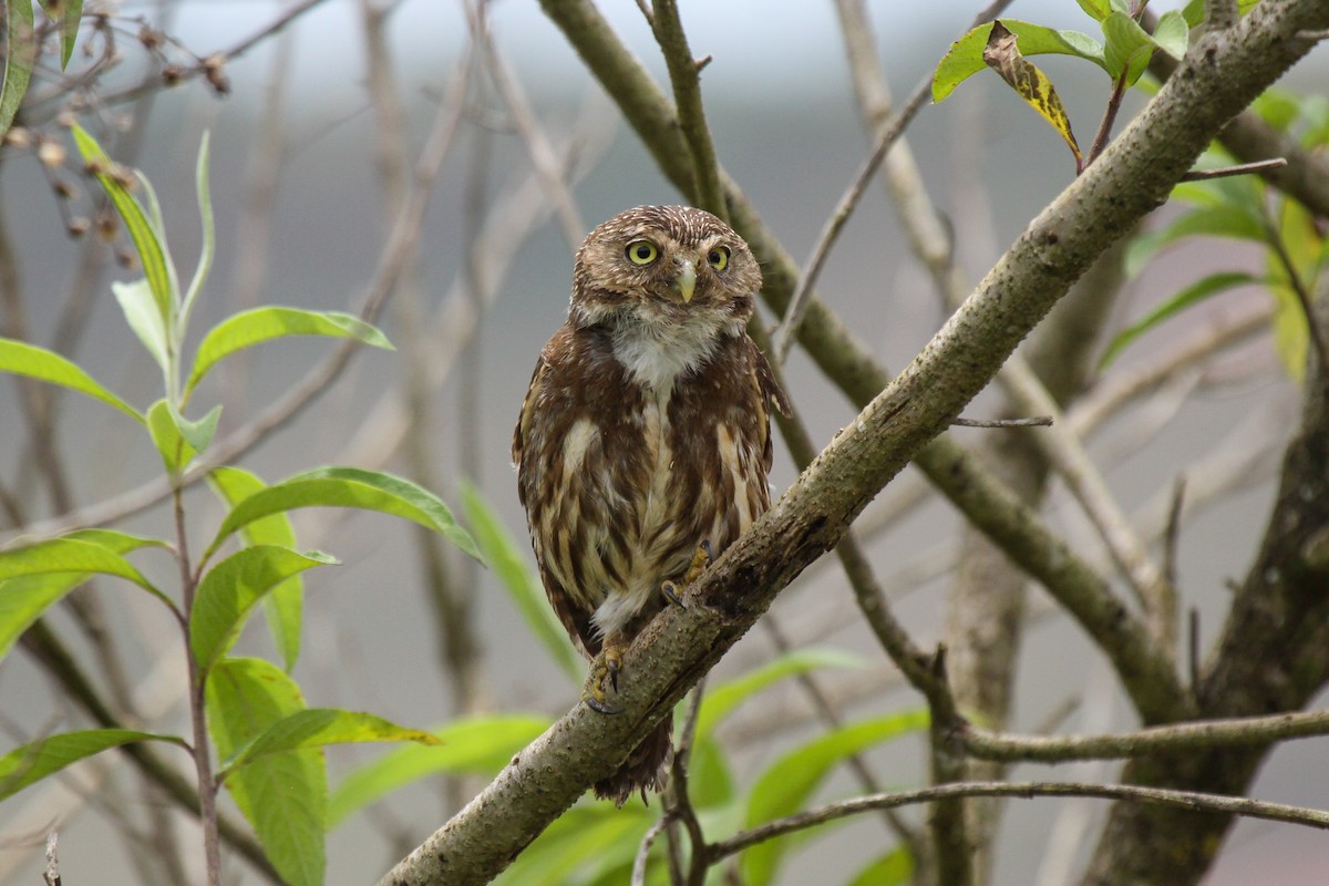 Ferruginous Pygmy-Owl - ML536073571