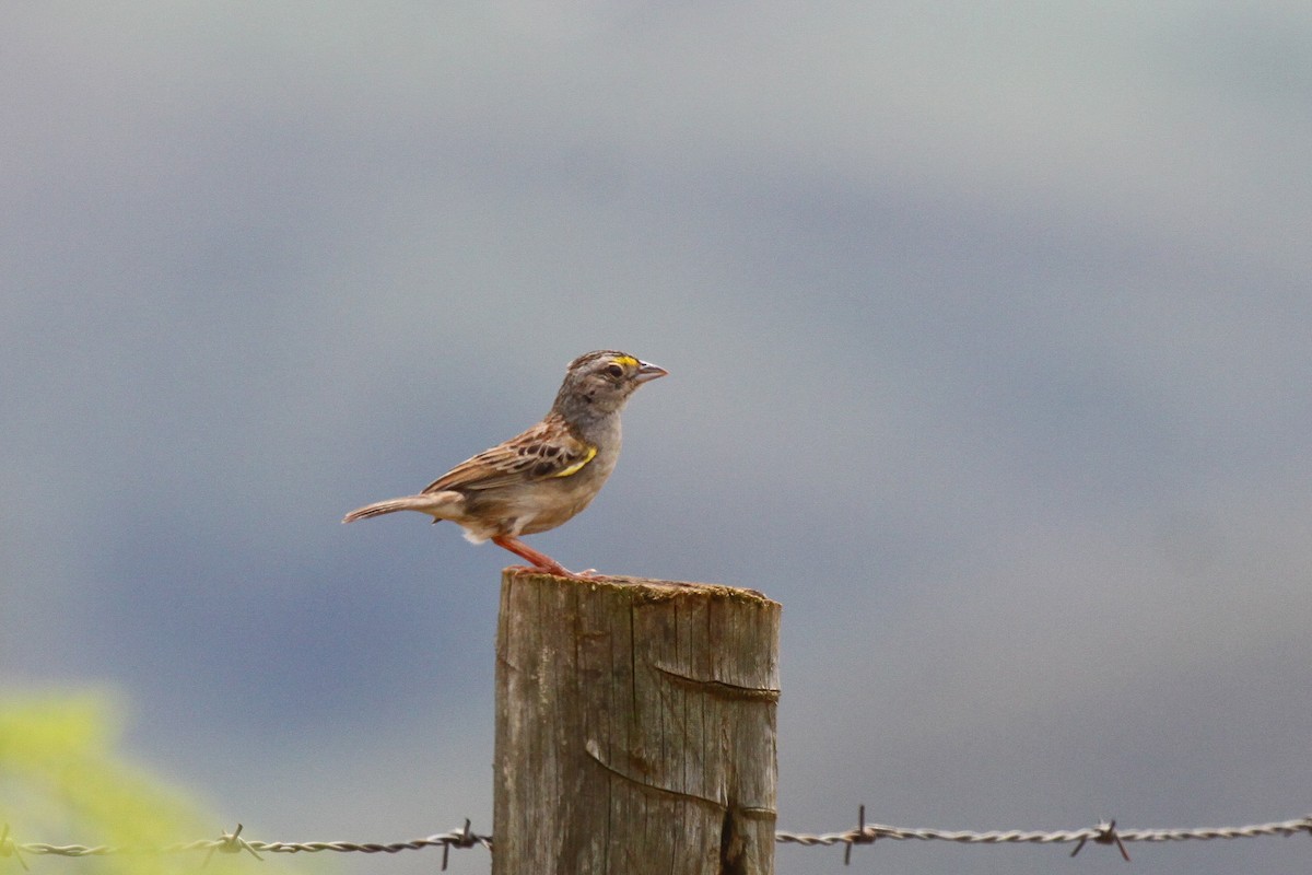 Grassland Sparrow - ML536073611