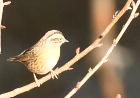 Rufous-breasted Accentor - Savithri Singh
