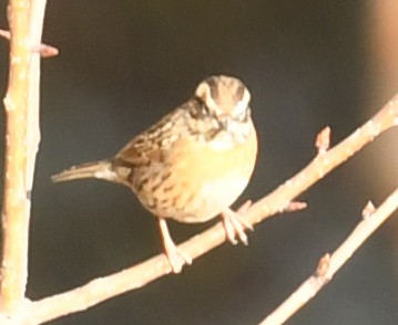 Rufous-breasted Accentor - ML536077271