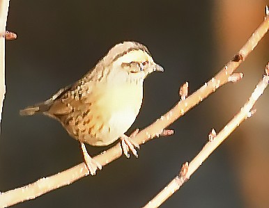 Rufous-breasted Accentor - ML536077291