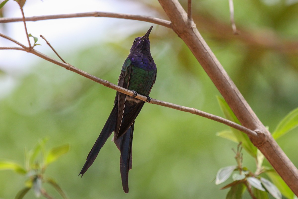 Swallow-tailed Hummingbird - ML536077861