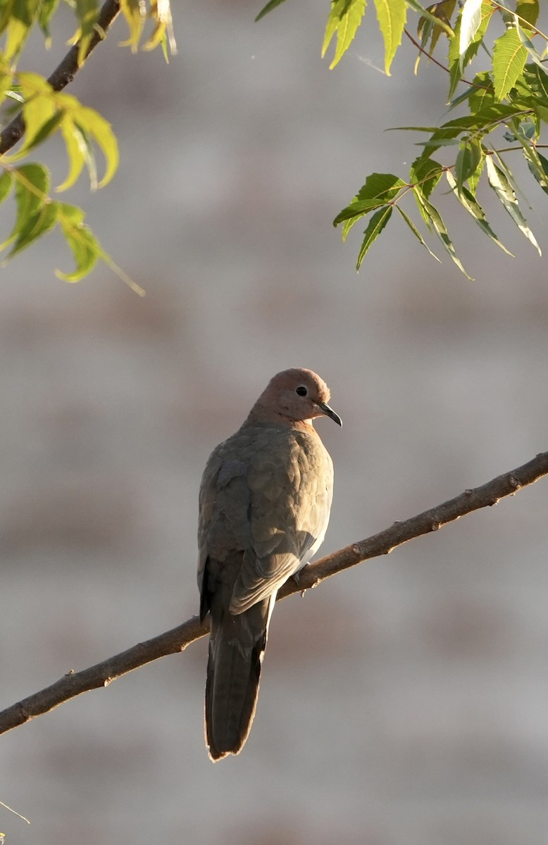 Laughing Dove - ML536080091