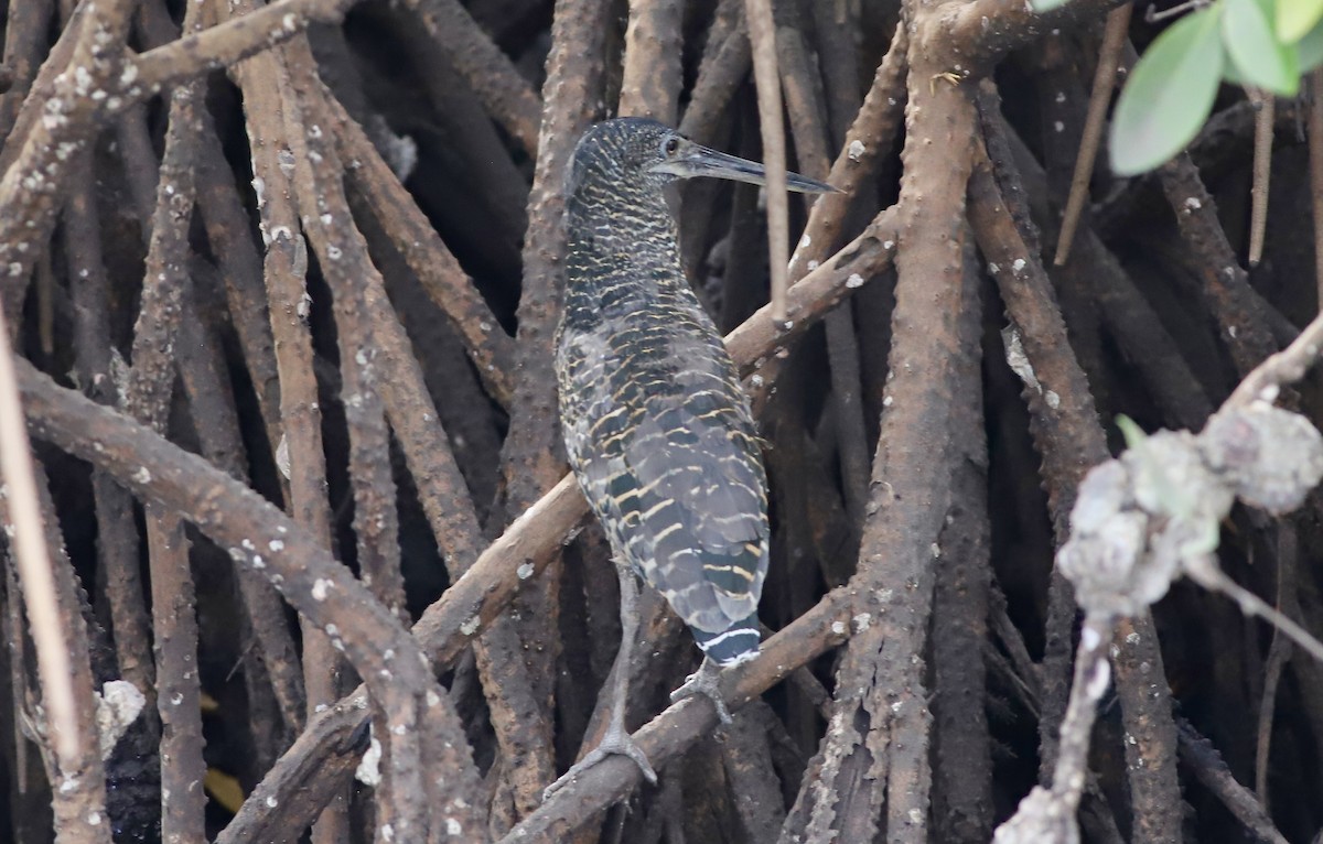 White-crested Tiger-Heron - ML536080921