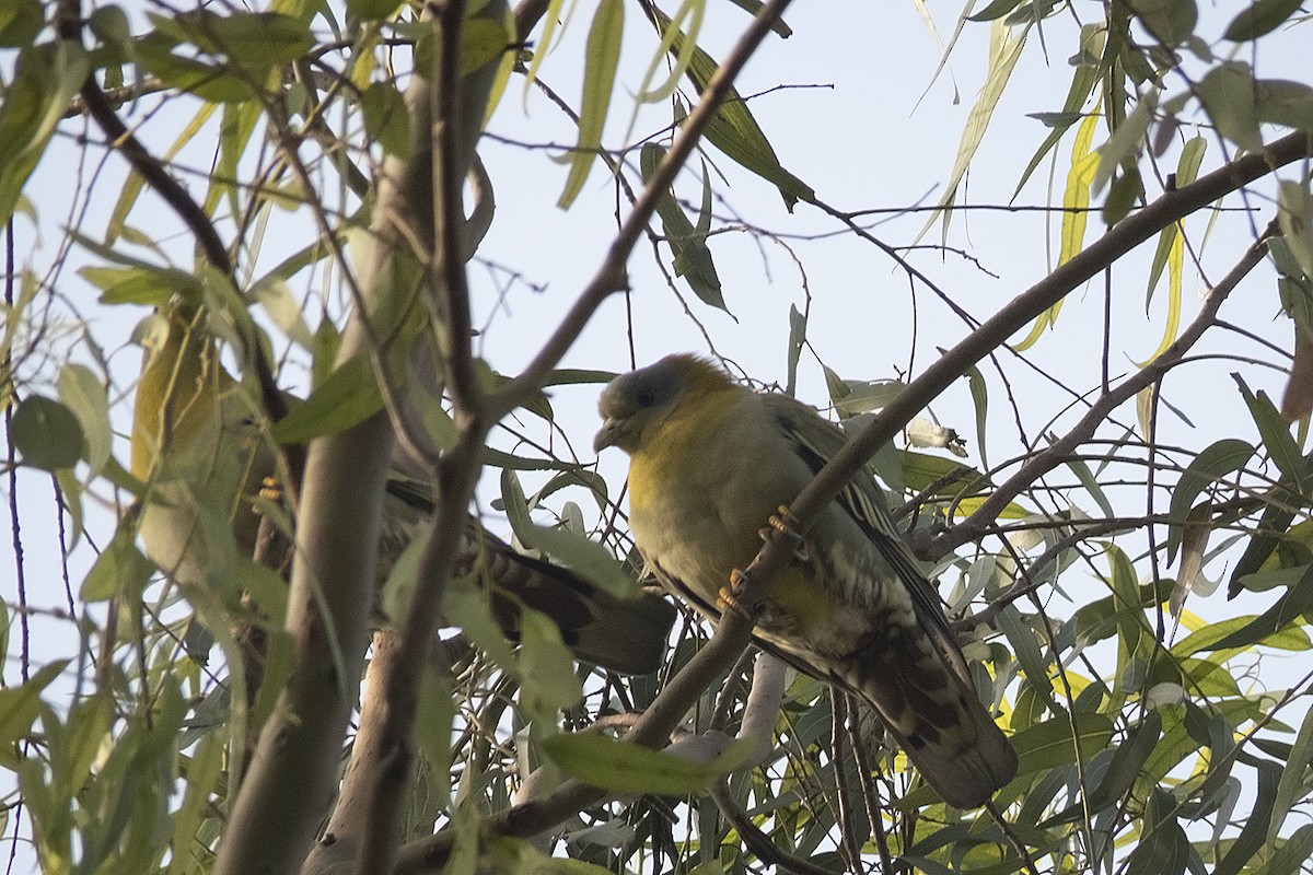Yellow-footed Green-Pigeon - ML536081361