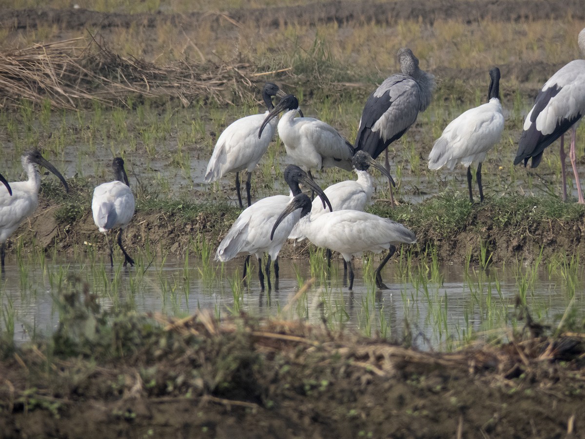 ibis černohlavý - ML536081551