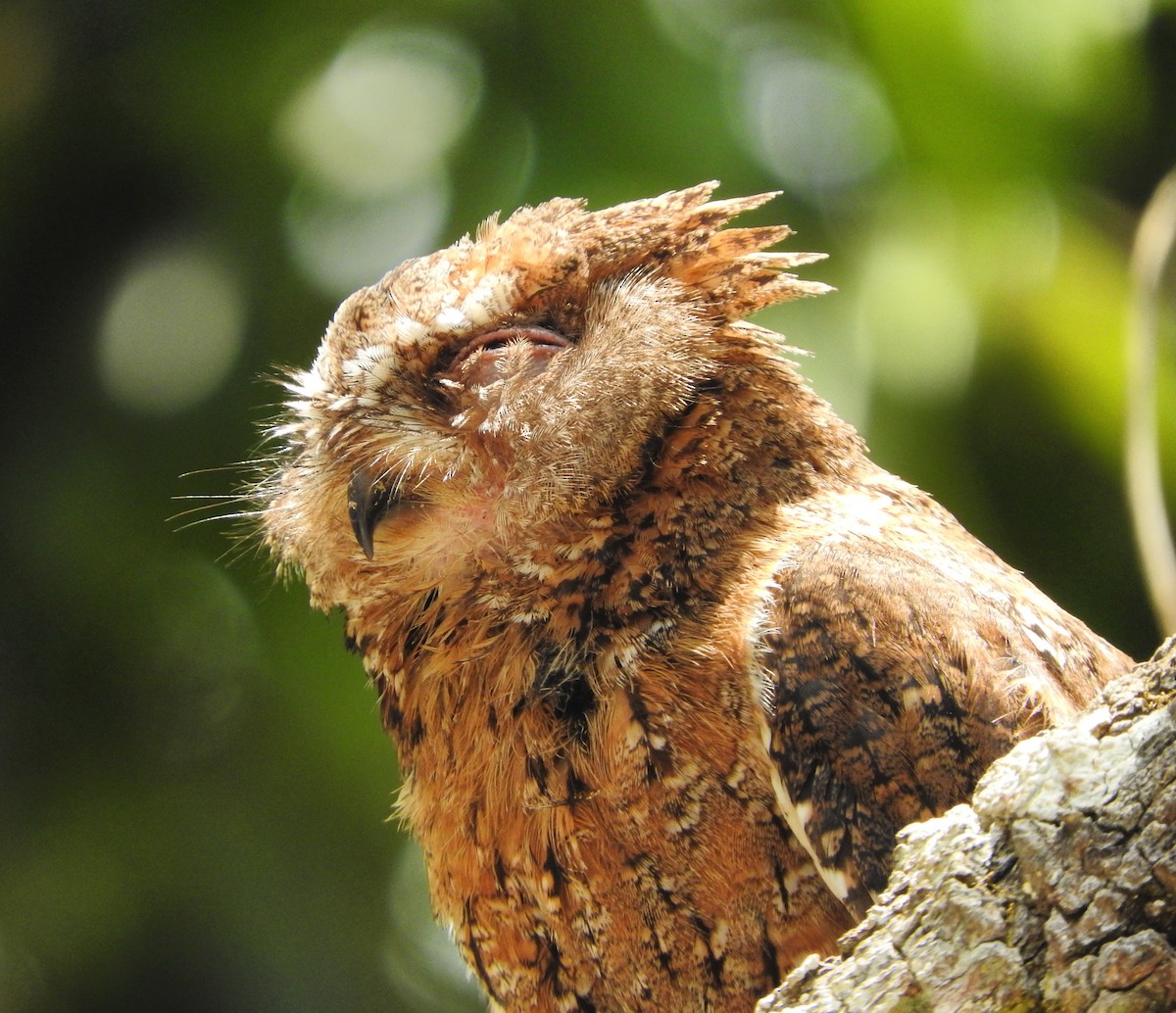 Madagascar Scops-Owl (Rainforest) - Rosemary Clapham