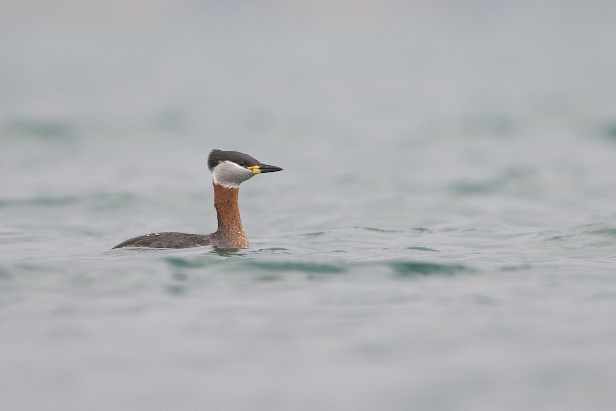 Red-necked Grebe - ML536084671