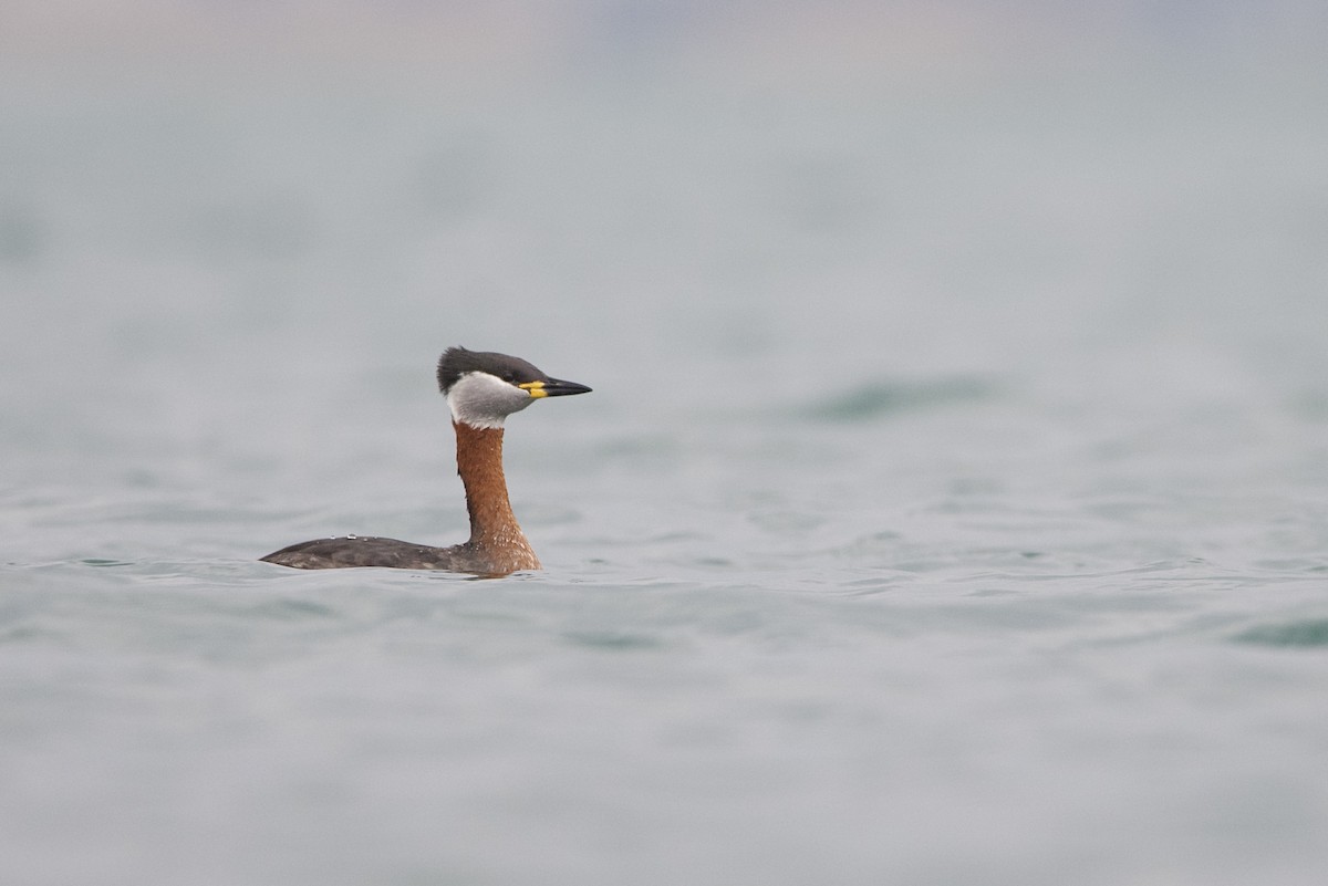 Red-necked Grebe - ML536084681