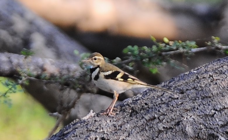 Forest Wagtail - ML536088621