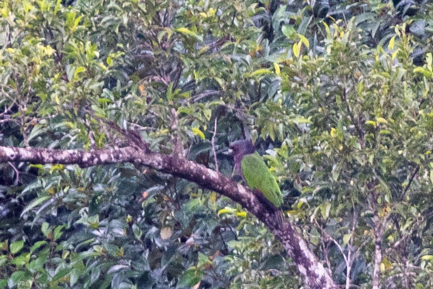 Imperial Parrot - ML536091861