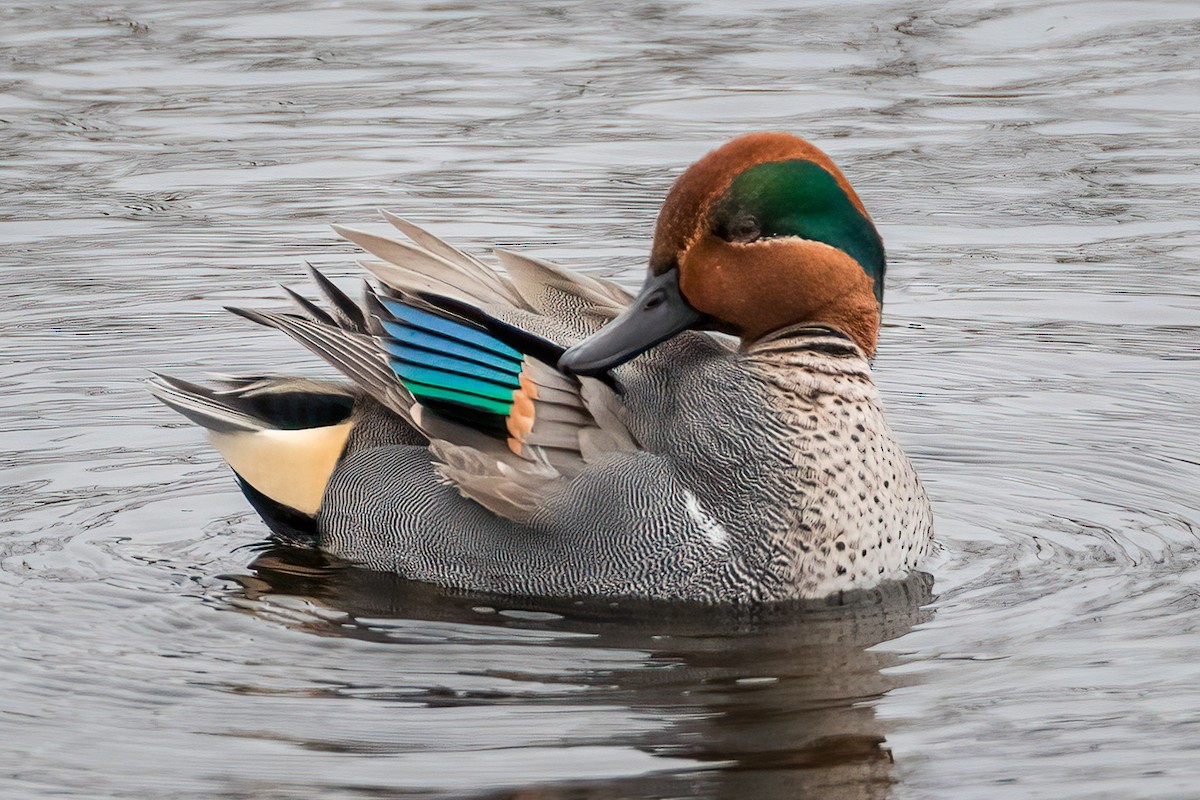 Green-winged Teal - ML536093151