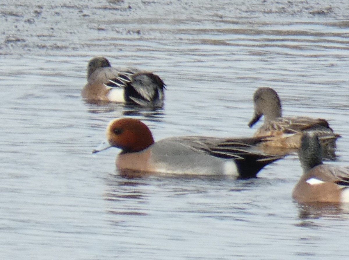 eBird Checklist - 16 Feb 2023 - Craney Island Disposal Area (restricted ...