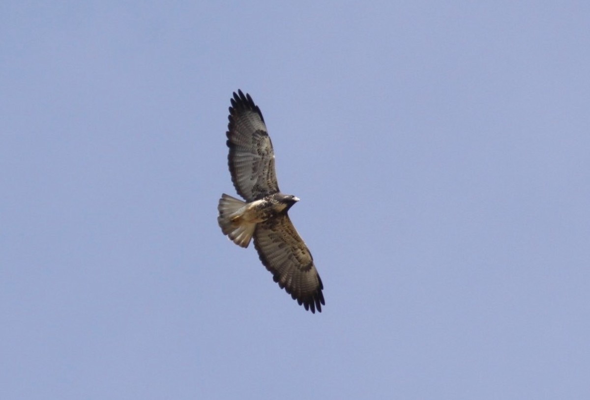 White-tailed Hawk - ML536109191