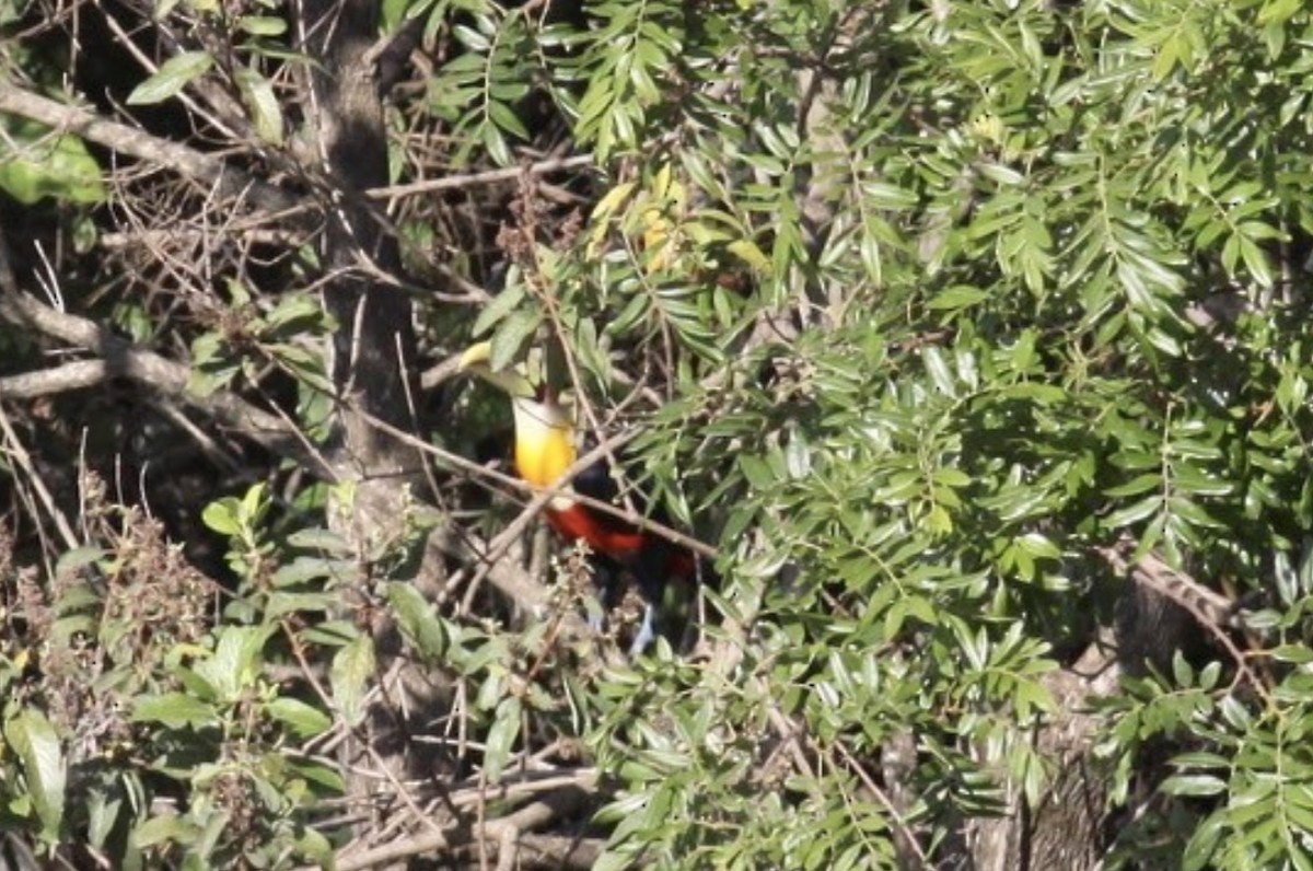 Red-breasted Toucan - ML536109201