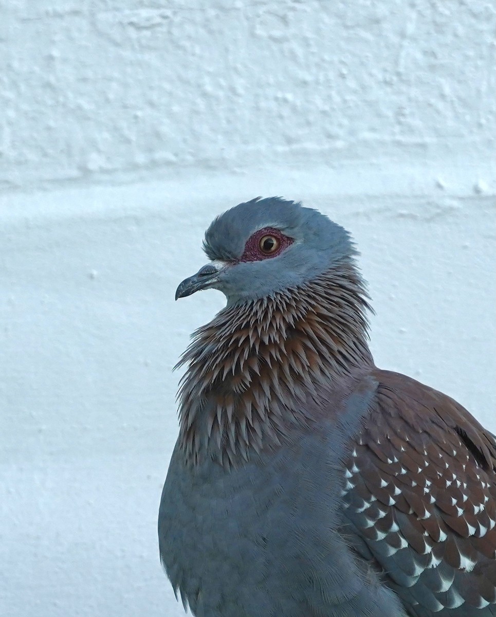 Speckled Pigeon - ML536109561