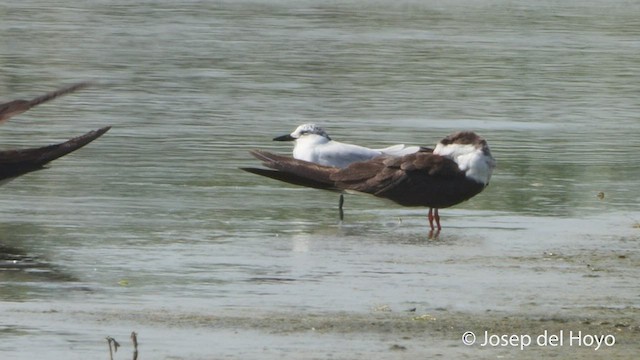 Gull-billed Tern - ML536113111