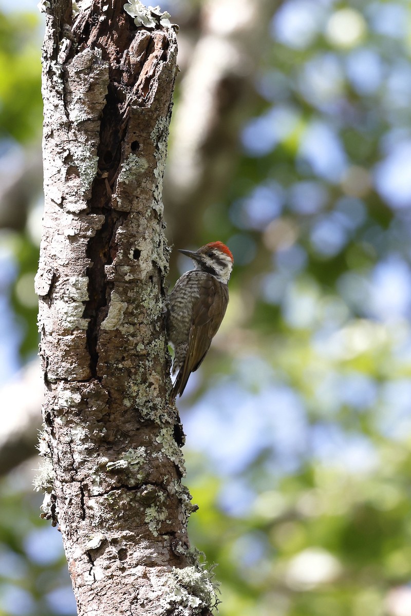 Stierling's Woodpecker - Daniel Branch